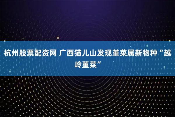 杭州股票配资网 广西猫儿山发现堇菜属新物种“越岭堇菜”